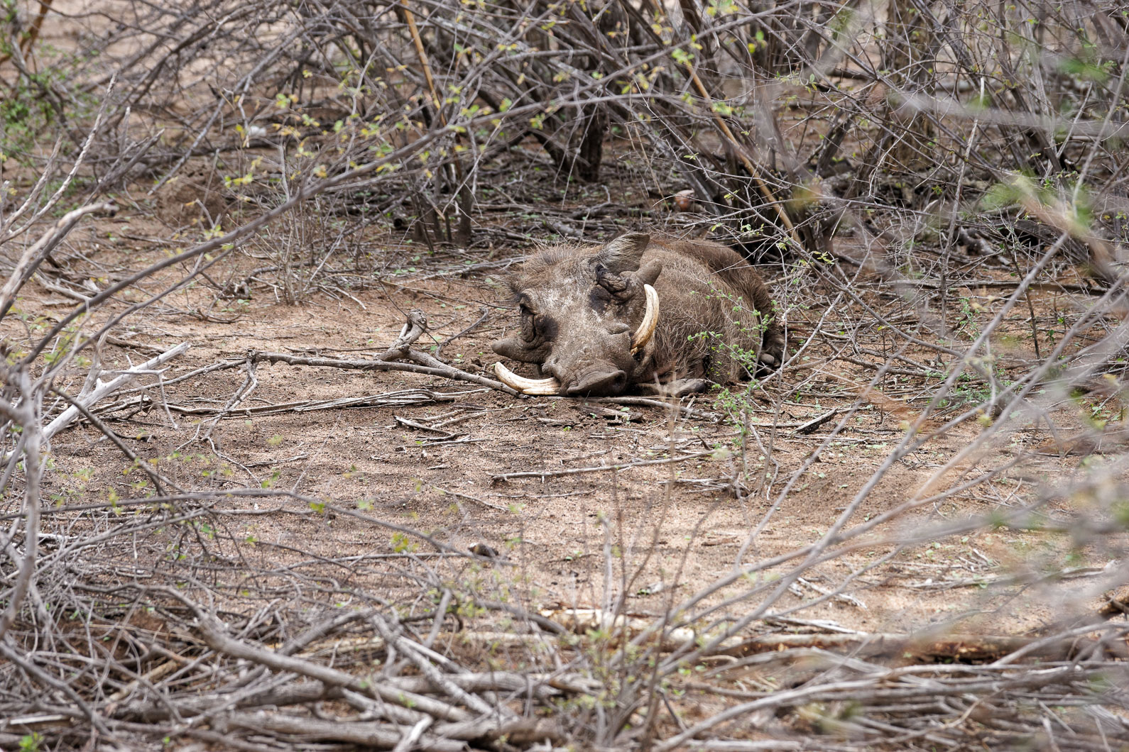 20161113 122008 Warzenschwein